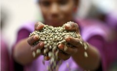 Why the higher the altitude, the better the quality of coffee beans? Relationship between altitude and Coffee quality