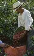 Incht Manor, the world's top coffee farm.
