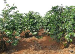 Specialty coffee is essentially fair trade, not futures.
