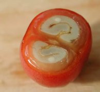 What are the fruits and seeds of coffee? What the coffee beans look like.