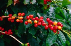 The main characteristics of Kopi Luwak the least produced coffee in the world