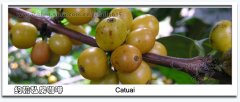 Artificial hybrid coffee varieties: Kaduai coffee bean varieties
