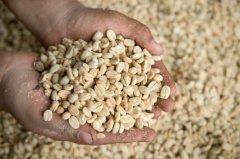 How to hand-select coffee raw beans before selection