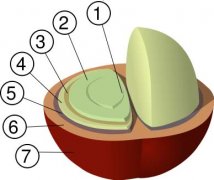 The anatomy of coffee the internal structure of coffee beans.