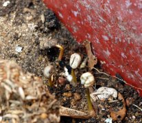Observation on the growth process of Coffee Bean to Coffee Tree