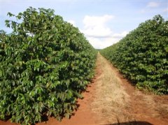Coffee cultivation techniques for cultivating strong seedlings of Coffee