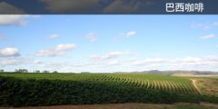 Basic knowledge of Coffee production and Coffee Farm in Brazil