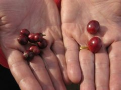 The common sense of Robusta coffee beans that you don't know
