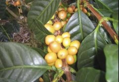 Introduction of coffee bean variety introduction of Pacamara (Pacamara)