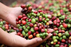 The History of Coffee and the way Coffee is made