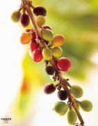 Characteristics of coffee trees requirements for planting coffee trees
