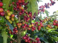 Do not drink coffee after drinking. Why can't you drink coffee after drinking?
