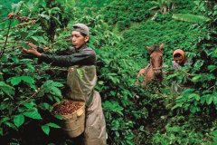 How to drink coffee is healthy? Start by choosing coffee beans.