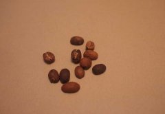 Coffee beans purchase skills how to choose coffee beans? How to choose coffee beans?