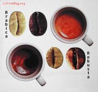 The difference between arabica and Robusta Coffee and Coffee beans
