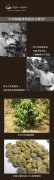 Do you know where coffee is grown in China? Yunnan is the most famous coffee grower.