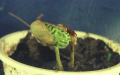 Let me share with you the growth process of coffee (with photos)