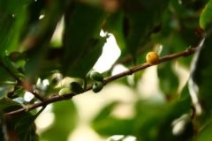 What conditions do you need to grow coffee trees?