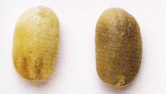 How to manually select coffee raw beans coffee raw bean grading