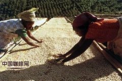 The treatment of coffee beans by sun-drying