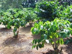 Understanding Coffee trees and their planting conditions