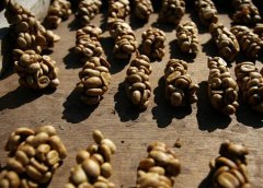 How did Kopi Luwak come from? Does Kopi Luwak taste good?