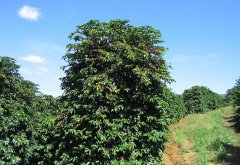 The roasting process of coffee tree fruit from coffee tree to coffee