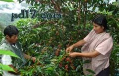 Which country has the best coffee? Top ten coffee producing countries