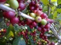 How to mix a perfect cup of coffee and choose coffee beans according to their flavor