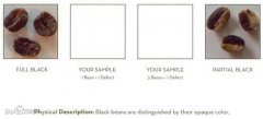SCAA Fine Coffee grading defective Bean Standard
