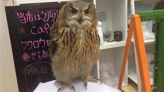 Foreign exotic theme cafe: pet can transform after drinking