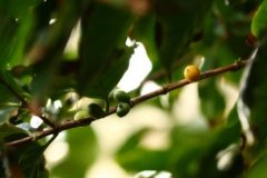 The planting method of coffee tree the main role of coffee beans in the country of origin