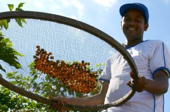 The Variety and Taste of Brazilian Coffee Development of planting, production and picking of Brazilian Coffee