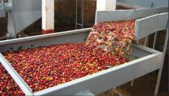 Introduction to the treatment of Coffee beans-- washing treatment (Washed)