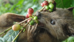 Introduction to the Origin and characteristics of Musk Coffee Coffee