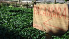 The world's top coffee farm-- Incht Manor, the best coffee farm, high quality coffee.
