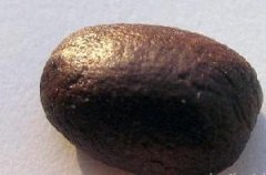 Do you know anything about Hawaiian Kona coffee? Introduction to Kona Coffee in Hawaii what is the Hawaiian family