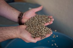 Properties of coffee beans during baking raw beans roast coffee beans roaster how to roast beans