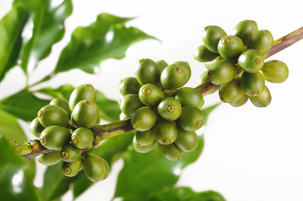Coffee beans-Costa Rican coffee flavor of Costa Rican coffee