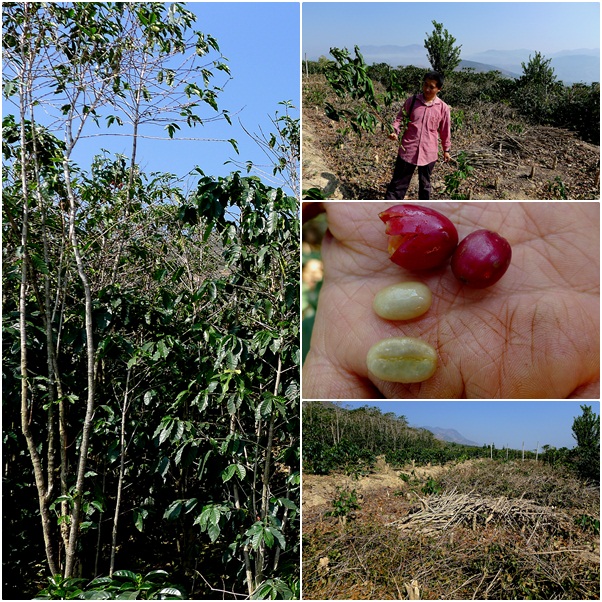Yunnan Coffee Yunnan Bean varieties the old variety Tieka and the new variety Katimo