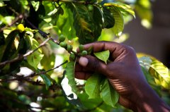 The flavor of Rwanda boutique coffee describes the characteristics of Rwandan coffee.