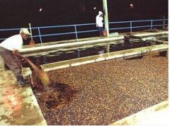 Characteristics of Colombian boutique coffee beans Colombian boutique coffee