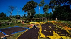 The birth process of Ethiopian boutique coffee how Ethiopian boutique coffee was born
