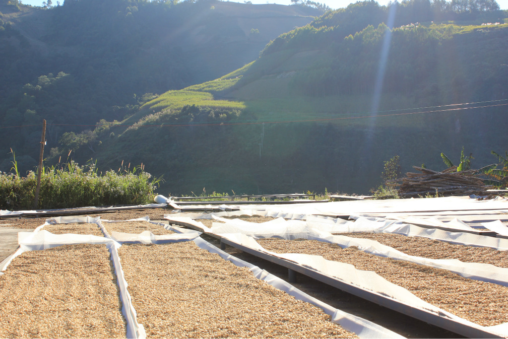 Coffee manor Brazil is the largest producer of coffee.