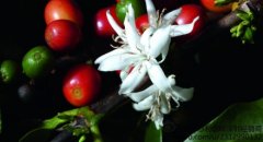 An introduction to the Origin of Fine Coffee-- the uniqueness of Colombian Fine Coffee, Columbus