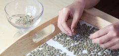 The important difference between specialty coffee and commercial coffee is the characteristics of specialty coffee beans.