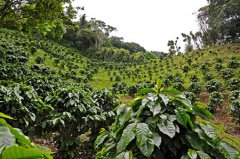 The growing environment of Blue Mountain Coffee in the producing area of Blue Mountain Coffee where does Blue Mountain Coffee come from?