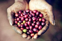 Rwanda boutique coffee introduces the characteristics of Rwanda coffee the taste of Rwanda coffee