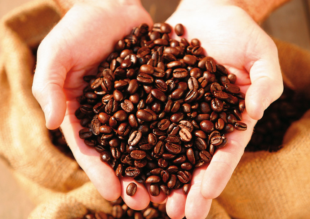 Blue Mountain Coffee, Jamaican Blue Mountain Coffee beans Blue Mountain Coffee from Blue Mountain Coffee