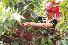 Yunnan coffee beans Yunnan coffee beans